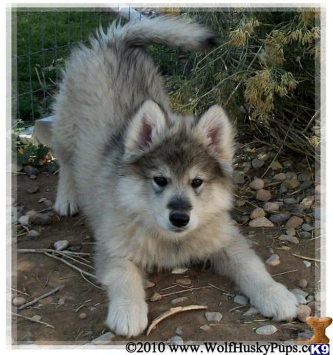 These 25 Cute Cross-Breed Dogs Will Make You Fall In Love With ...