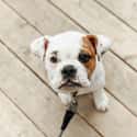 EngAm Bulldog on Random Cutest Mixed Dog Breeds