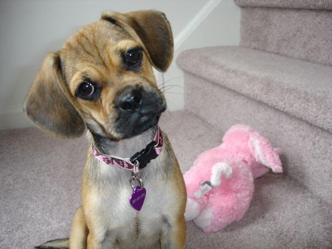 These 25 Cute Cross-Breed Dogs Will Make You Fall In Love With ...