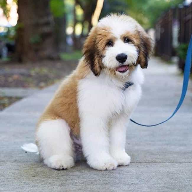 Top 10 Cutest Mixed Dog Breeds You Didn T Know - vrogue.co