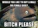 Bad Joke Eel on Female Dogs on Random Very Best of the Bad Joke Eel Meme
