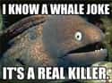 Bad Joke Eel on Whale Jokes on Random Very Best of the Bad Joke Eel Meme
