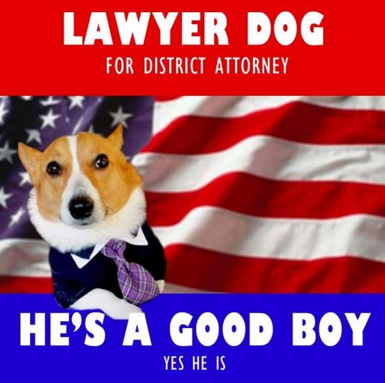 The Very Best of the Lawyer Dog Meme