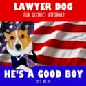 On Campaigning on Random Very Best Lawyer Dog Meme