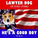 On Campaigning on Random Very Best Lawyer Dog Meme
