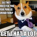 Just Another Day at the Office on Random Very Best Lawyer Dog Meme