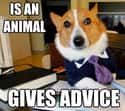 Good Guy Lawyer Dog on Random Very Best Lawyer Dog Meme