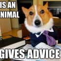 Good Guy Lawyer Dog on Random Very Best Lawyer Dog Meme