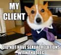 Lawyer Dog on Common Cases on Random Very Best Lawyer Dog Meme