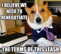 On Leash Agreements on Random Very Best Lawyer Dog Meme