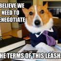 On Leash Agreements on Random Very Best Lawyer Dog Meme