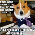 On Fake Outs During Fetch on Random Very Best Lawyer Dog Meme