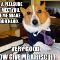 On Earning a Treat on Random Very Best Lawyer Dog Meme