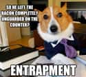 On Counter Bacon on Random Very Best Lawyer Dog Meme
