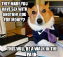 On Breeding on Random Very Best Lawyer Dog Meme