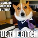 On Using Literal Words on Random Very Best Lawyer Dog Meme