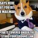 On Mailmen on Random Very Best Lawyer Dog Meme