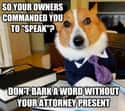 On Power of Attorney on Random Very Best Lawyer Dog Meme
