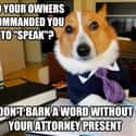 On Power of Attorney on Random Very Best Lawyer Dog Meme