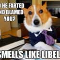 On Odor Identity on Random Very Best Lawyer Dog Meme