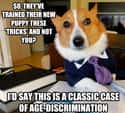 On Learning New Tricks on Random Very Best Lawyer Dog Meme