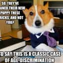 On Learning New Tricks on Random Very Best Lawyer Dog Meme