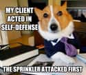 On Unfounded Attacks on Random Very Best Lawyer Dog Meme