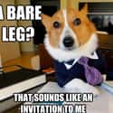 On Suggestive Legs on Random Very Best Lawyer Dog Meme