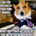 On Abuse on Random Very Best Lawyer Dog Meme