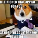 On Hope on Random Very Best Lawyer Dog Meme