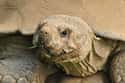 Hundreds Of Tortoises on Random Amazing Things Found in Abandoned Luggage