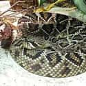 A Live Rattlesnake on Random Amazing Things Found in Abandoned Luggage