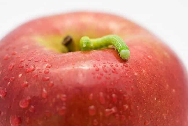 What's worse than finding a worm in your apple?