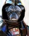 The Power Of The Dark Side on Random Animals Wearing Star Wars Costumes