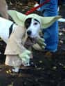 Yodog on Random Animals Wearing Star Wars Costumes