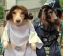 Father And Daughter on Random Animals Wearing Star Wars Costumes
