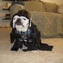 Don't Fail Me Again, Admiral on Random Animals Wearing Star Wars Costumes