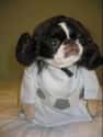 Help Me Obi Wan, You're My Only Hope on Random Animals Wearing Star Wars Costumes