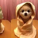 Learning You Are, Young Padawan on Random Animals Wearing Star Wars Costumes