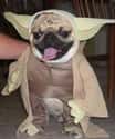 Lost A Planet Master Obi-Wan Has on Random Animals Wearing Star Wars Costumes