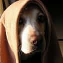 Use The Force on Random Animals Wearing Star Wars Costumes
