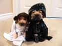 Family Portrait on Random Animals Wearing Star Wars Costumes