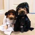 Family Portrait on Random Animals Wearing Star Wars Costumes