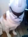 Clone Wars on Random Animals Wearing Star Wars Costumes