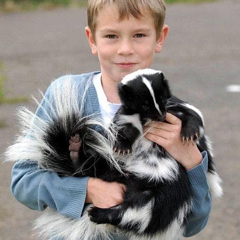 Skunk as a pet is listed (or ranked) 9 on the list Weird Laws in Virginia