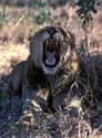 Lion on Random Scariest Horror Movie Animals