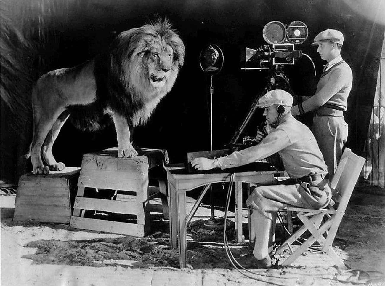 The Actual MGM Lion Being Filmed