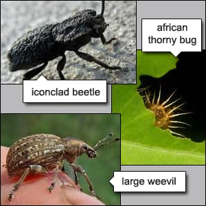 10 Amazing Insect Defensive Tactics Best Insect Defense Mechanisms