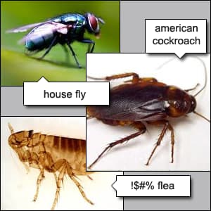 10 Amazing Insect Defensive Tactics Best Insect Defense Mechanisms
