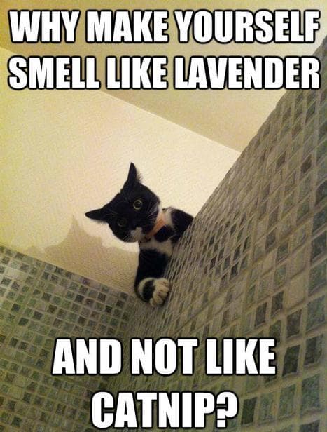 Image result for BEST CAT MEMES